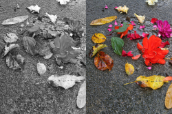 Bunt bis grau - Das Foto zeigt, wie sehr Farben auf uns wirken. Was wäre der graue Boden der Städte ohne die angelegten Blumenbeete.- © Michael Lechner
