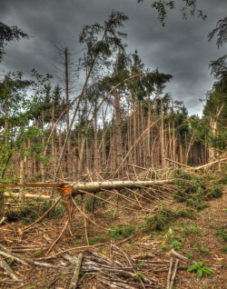 Mitten im Wald, nach einem Sturmschaden - - © Wolfgang Nigischer