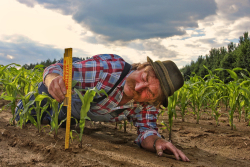 Wachstumsprüfer - Maisfeld in Schiedlberg, OÖ In der Landwirtschaft ist ein gesunder Boden das um und auf für eine ertragreiche Ernte- © Josef Hinterleitner