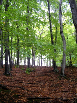 Wienerwald bei Breitenfurt - © Freudenschuss