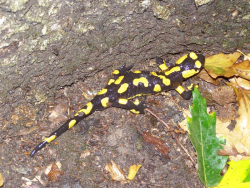 Feuersalamander (