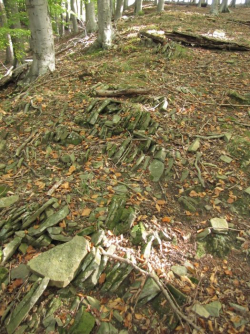 Waldboden in Breitenfurt - © Alfred Pehamberger / Bodenschätzung